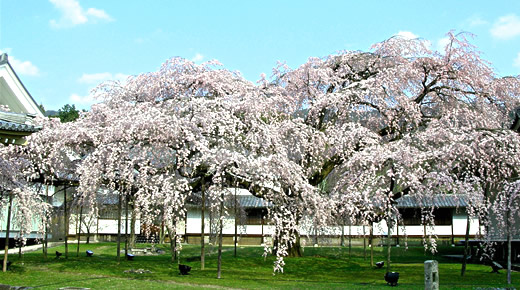 醍醐寺