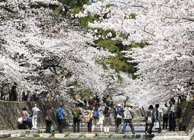 夙川桜